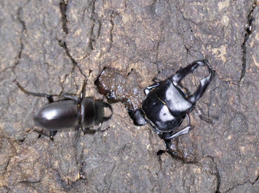 コクワガタ2♂_No.5のクヌギ_クワガタ達のオアシス_2023年8月21日19時20分 気温28.3度